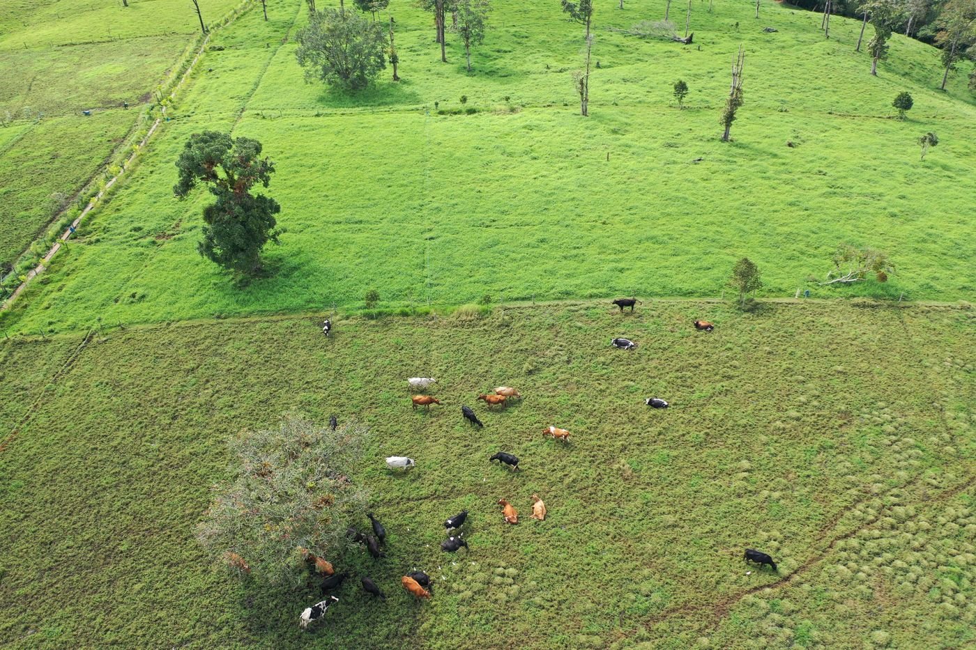 El hato pastando visto desde el dron: abajo el potrero que está comiendo, ya rapado, y arriba el que descansa, verde y parejo, separados por la cerca.
